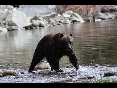 Grizzly Bears