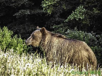 Grizzly Bears