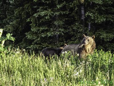 Grizzly Bears