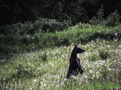 Grizzly Bears