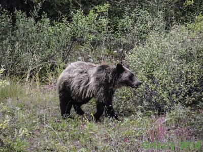 Grizzly Bears