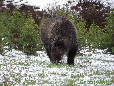 Grizzly Bears