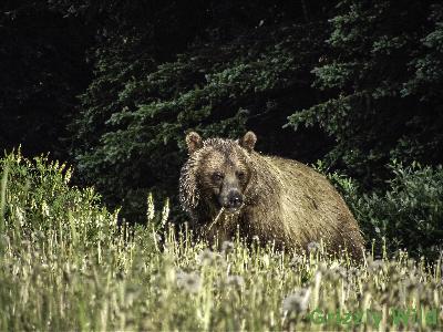 Grizzly Bears