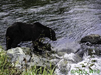 Grizzly Bears