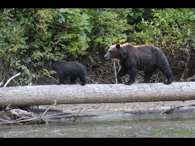 Grizzly Bears