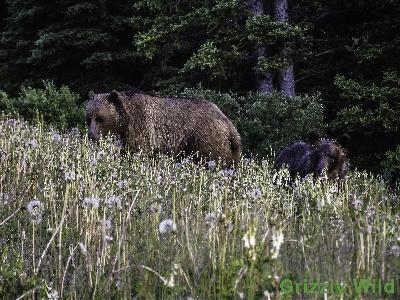 Grizzly Bears