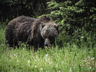 Grizzly Bears