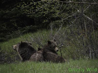 Grizzly Bears