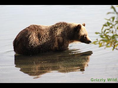 Grizzly Bears