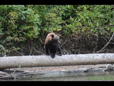 Grizzly Bears