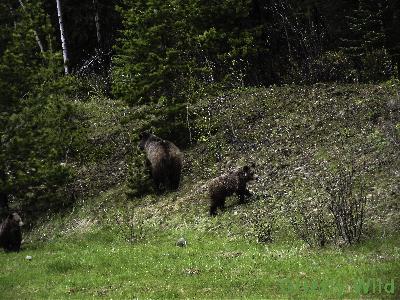 Grizzly Bears