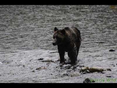 Grizzly Bears