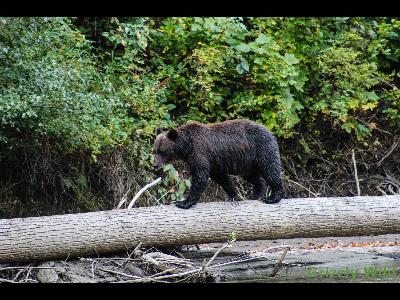 Grizzly Bears