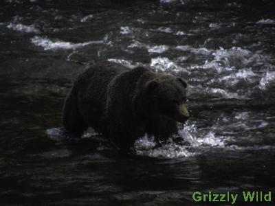 Grizzly Bears