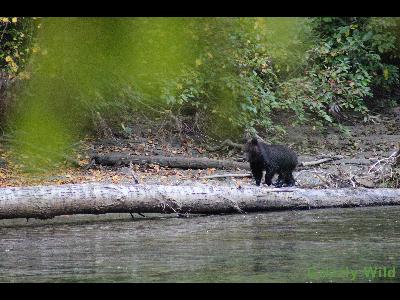 Grizzly Bears