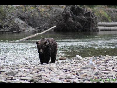 Grizzly Bears