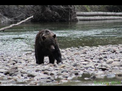 Grizzly Bears