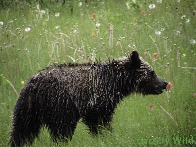 Grizzly Bears