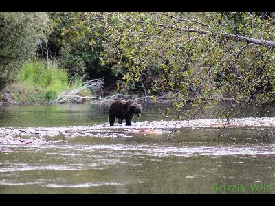 Grizzly Bears