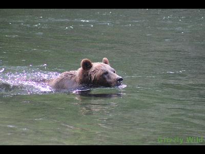 Grizzly Bears