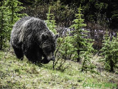 Grizzly Bears