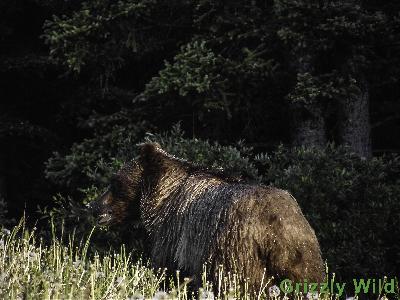 Grizzly Bears