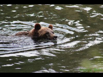 Grizzly Bears