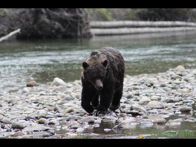 Grizzly Bears