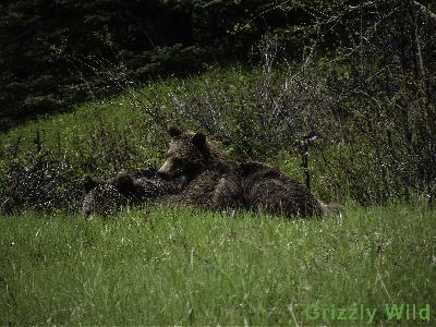 Grizzly Bears