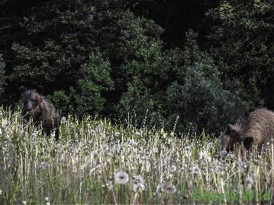 Grizzly Bears