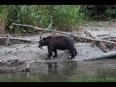 Grizzly Bears