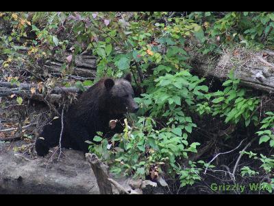 Grizzly Bears