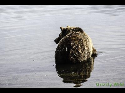 Grizzly Bears