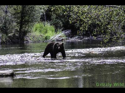 Grizzly Bears