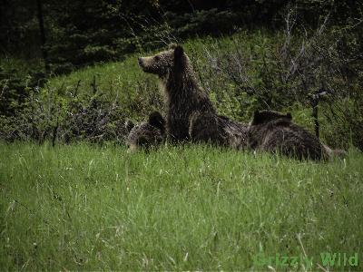 Grizzly Bears