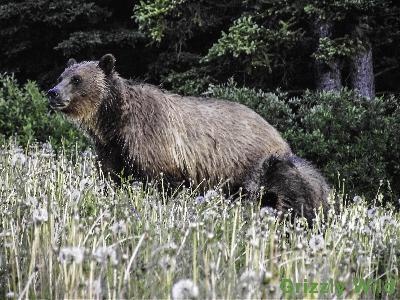 Grizzly Bears