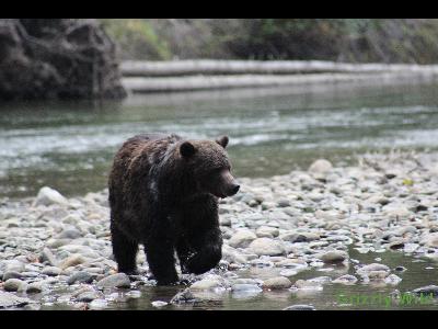 Grizzly Bears