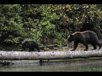 Grizzly Bears