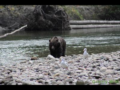 Grizzly Bears