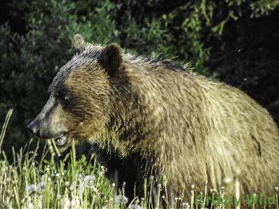 Grizzly Bears