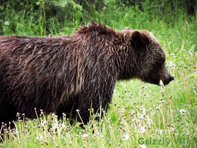 Grizzly Bears