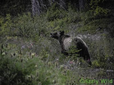 Grizzly Bears