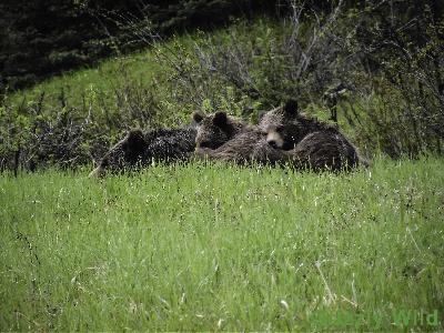 Grizzly Bears