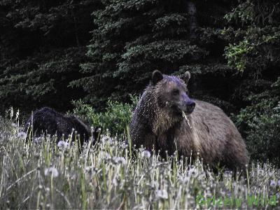 Grizzly Bears