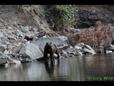 Grizzly Bears