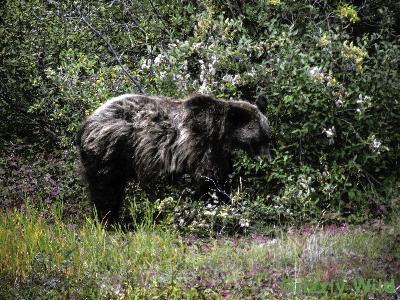 Grizzly Bears