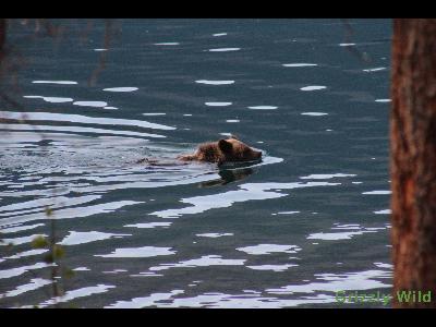 Grizzly Bears