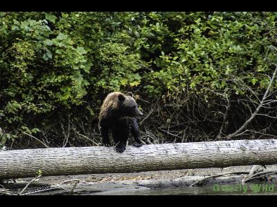 Grizzly Bears