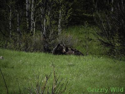 Grizzly Bears