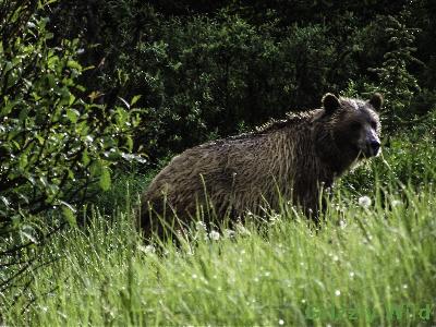 Grizzly Bears